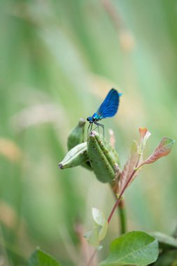 bıçak üzerinde mavi yusufçuk