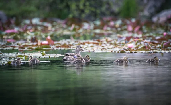 Duck Family Pond — Stock Photo, Image