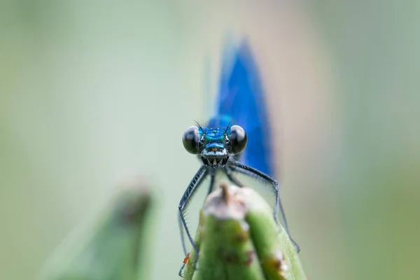 Libélula Azul Uma Lâmina — Fotografia de Stock