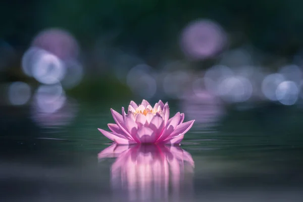 ピンクの蓮の花や睡蓮が水面に浮かぶ — ストック写真