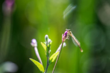 damselfly on pink flower in sun light