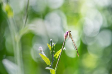 damselfly on pink flower in sun light