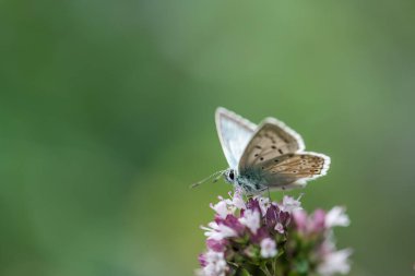 common blue butterfly on a flower with blur plain background