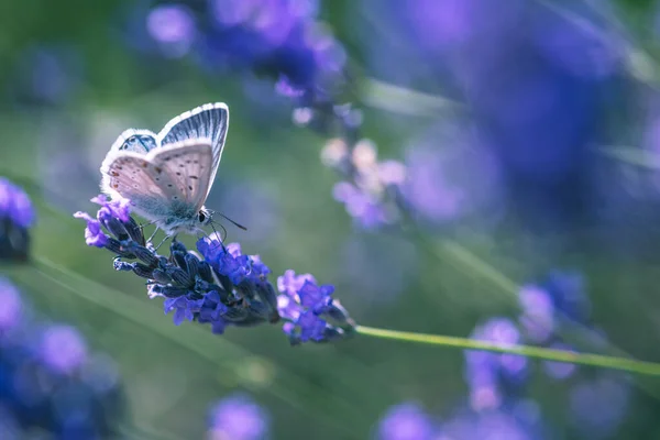 Butterfly Lavender Flower Wind — Fotografia de Stock