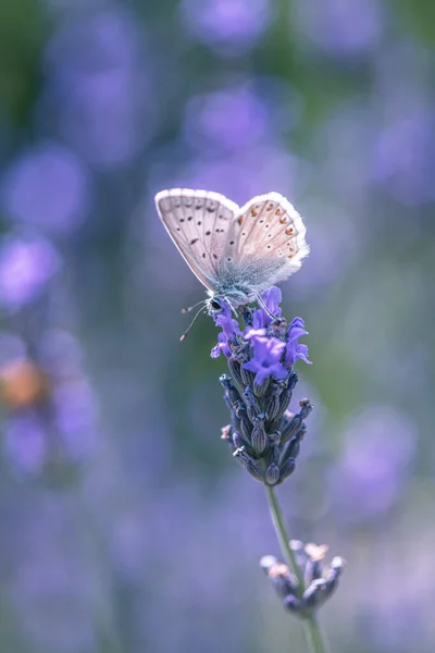 Schmetterling Auf Lavendelblüte — Stockfoto