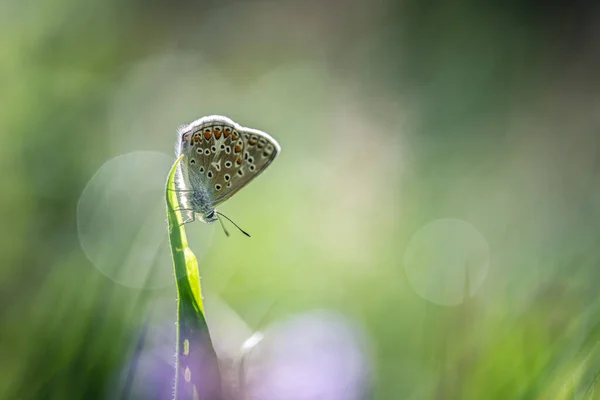 Butterfly Isolated Grass — Fotografia de Stock