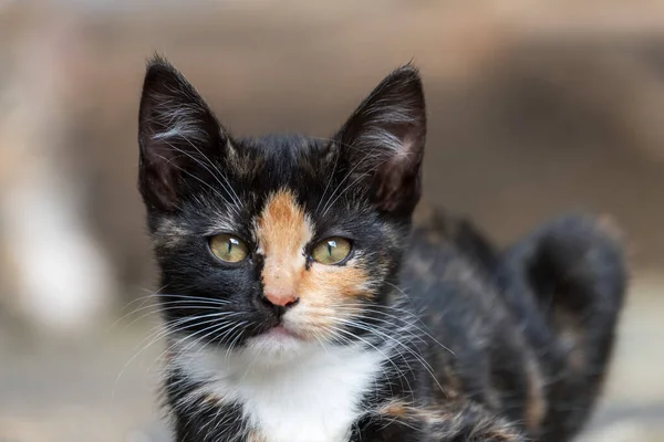 Kitty Face Two Different Colors — Stockfoto