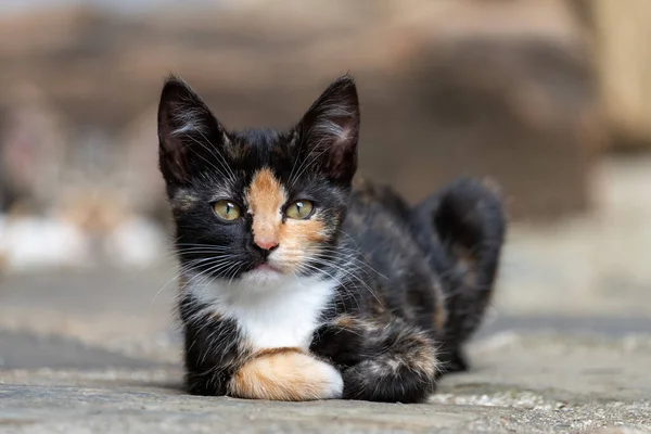 Kitty Face Two Different Colors — Fotografia de Stock