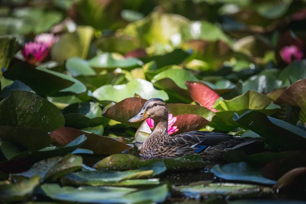 Canard Parmi Les Fleurs Lotus — Photo