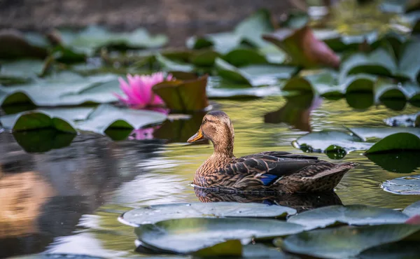 Canard Parmi Les Fleurs Lotus — Photo