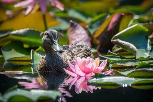 Pato Entre Flores Loto — Foto de Stock