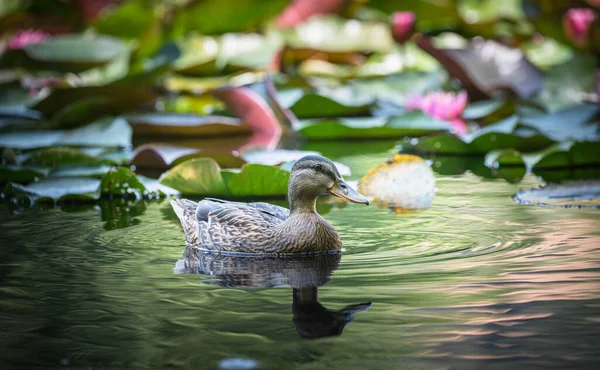 Pato Entre Flores Loto — Foto de Stock