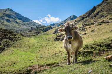 Pireneler Dağı 'ndaki Port de Salau' da izole edilmiş bir inek.
