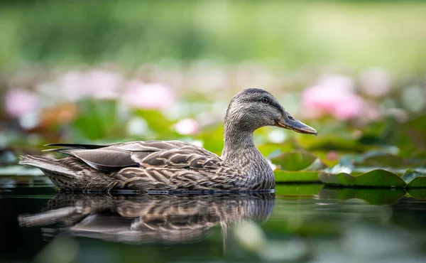 Duck Lotus Flowers — Stock Photo, Image