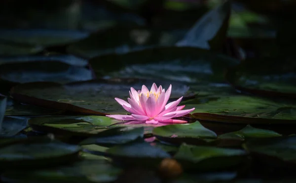 Рожева Квітка Лотоса Або Лілія Воді — стокове фото