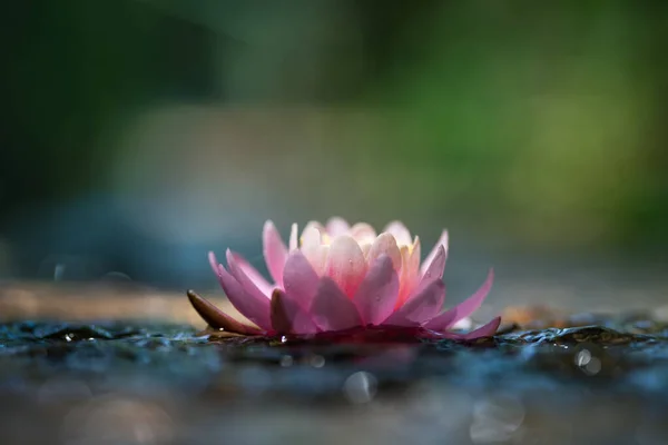 Rosafarbene Lotusblume Oder Seerose Wasser — Stockfoto