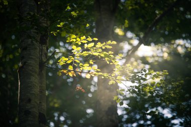 Ormanın çevresi Sonbahar ormanındaki ağaçların arasından aydınlanıyor.