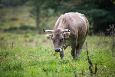 Ariege Pireneleri 'ndeki Anglade Sirki' nde yaz otlaklarında inekler.