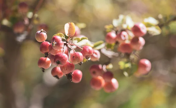 Sierappelboom Rood Schildwacht — Stockfoto