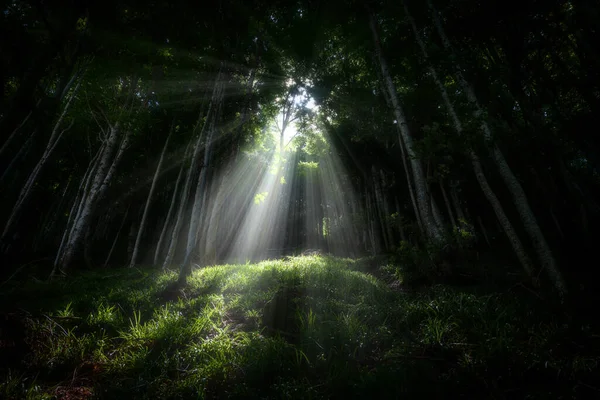 Zonnestralen Door Bomen Het Bos — Stockfoto