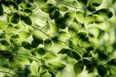 Ormanın çevresi Sonbahar ormanındaki ağaçların arasından aydınlanıyor.