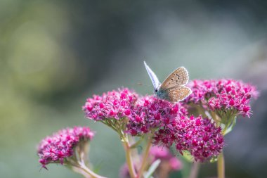 Pembe sedum çiçeğindeki Mavi Argus kelebeği
