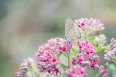 Pembe sedum çiçeğindeki Mavi Argus kelebeği