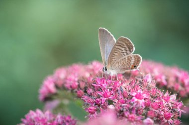 Pembe sedum çiçeğindeki Mavi Argus kelebeği