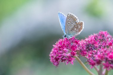 Pembe sedum çiçeğindeki Mavi Argus kelebeği