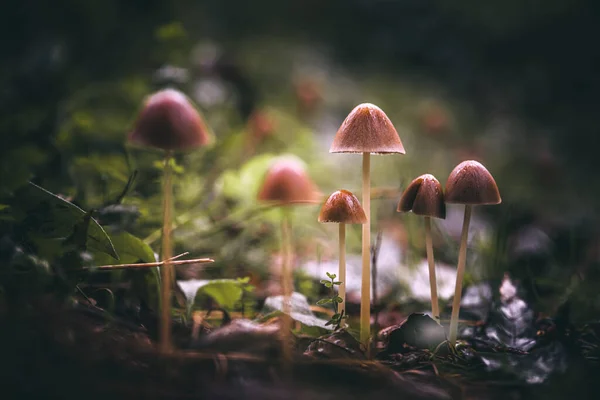 Pilz Regen — Stockfoto