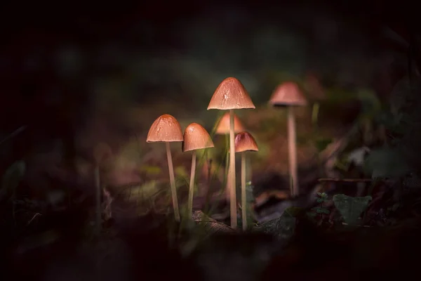 Pilz Regen — Stockfoto