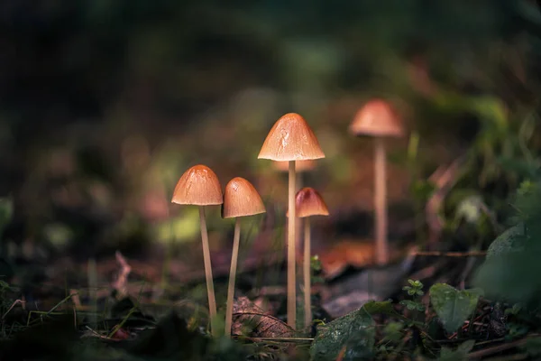 Pilz Regen — Stockfoto