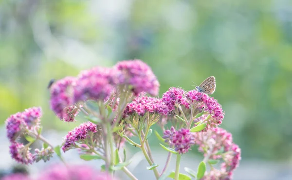 Niebieski Argus Motyl Różowym Sedum Kwiat — Zdjęcie stockowe