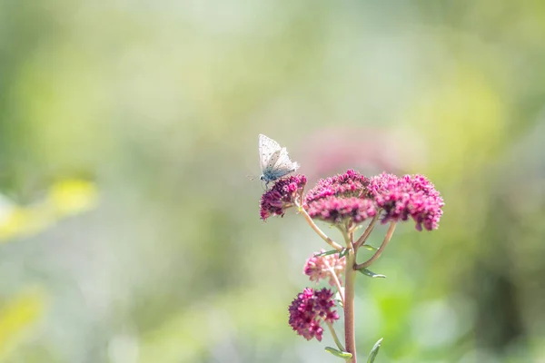 Blauer Argus Schmetterling Auf Rosa Sedum Blume — Stockfoto