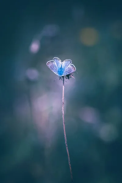 Fluture Albastru Fundal Întunecat — Fotografie, imagine de stoc