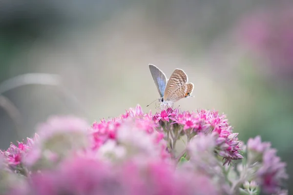 Blauer Argus Schmetterling Auf Rosa Sedum Blume — Stockfoto