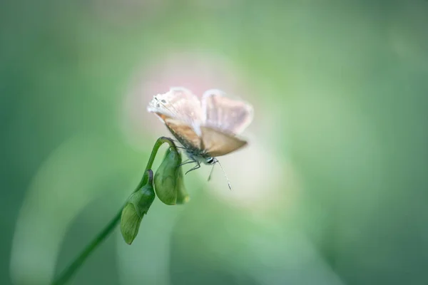 Motyl Wąskolistnym Groszku Wiecznym — Zdjęcie stockowe