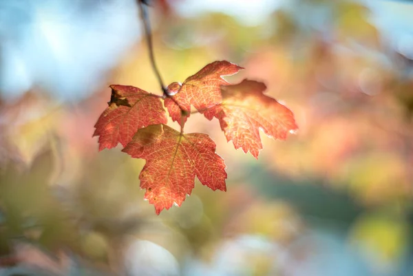 Jesień Pozostawia Miękkie Fokus Rozmycie Tła — Zdjęcie stockowe