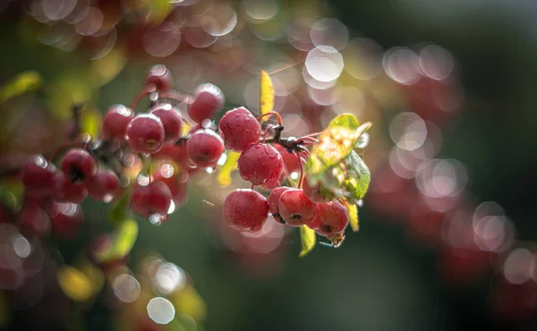 Ornementale Pomme Arbre Rouge Sentinelle Vintage Lentille Rendu — Photo