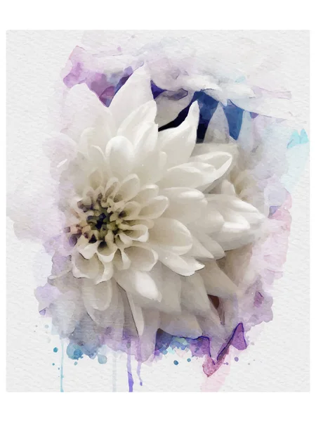 Vettore Fiori Crisantemo Bianco Con Macchie Lilla Acquerello Blu — Vettoriale Stock