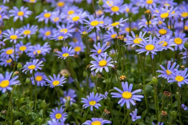 Detailní záběr na zelenou louku a spoustu modrých sedmikrásek, období štěstí a květin — Stock fotografie