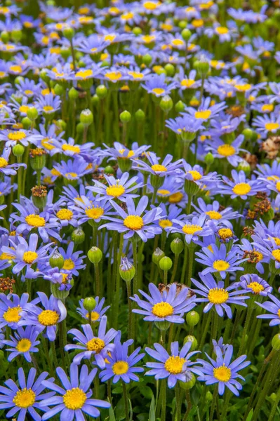 Detailní záběr na zelenou louku a spoustu modrých sedmikrásek, období štěstí a květin — Stock fotografie