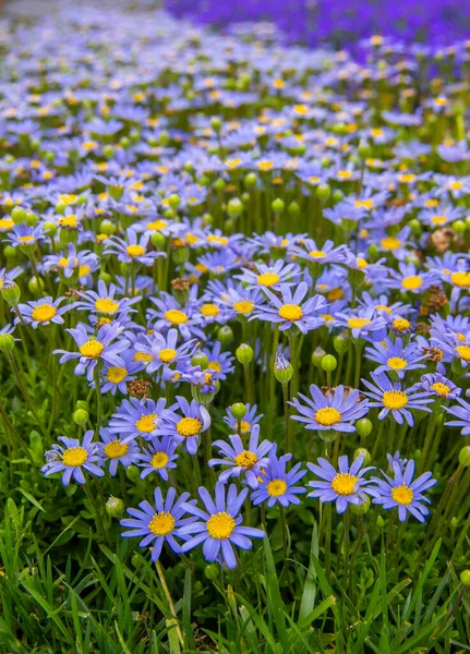 Un primer plano de la pradera verde y un montón de margaritas azules, temporada de felicidad y flores — Foto de Stock