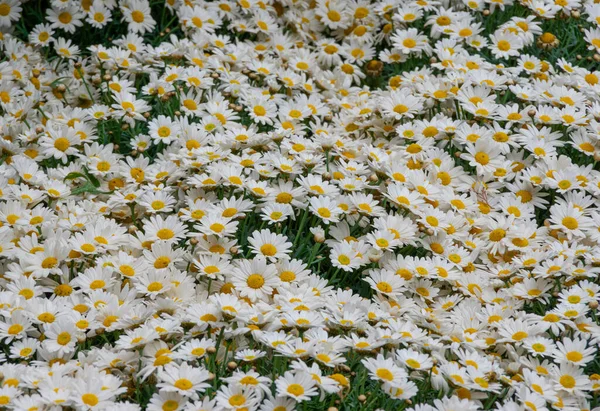 Un primer plano de la pradera verde y un montón de margaritas blancas, temporada de felicidad y flores — Foto de Stock