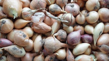 Kaotik bir düzende çok sayıda soğan. Soğanlar sarı, büyük ve küçük dış kabukta..