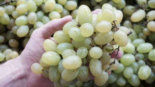 Green grapes in the hand of a man against the background of a large number of bunches of other grapes