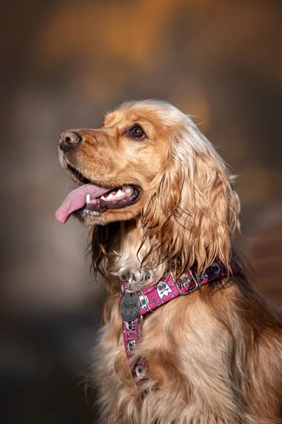 Englischer Cocker Spaniel Porträt — Stockfoto