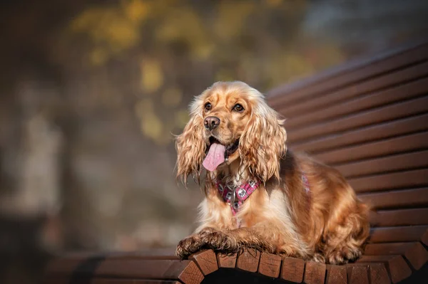 Een Leuke Engelse Cocker Spaniël Hond Natuur Het Najaar Park — Stockfoto