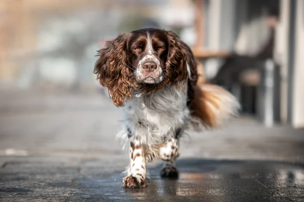 Engelse Springer Spaniël Hond Stad — Stockfoto