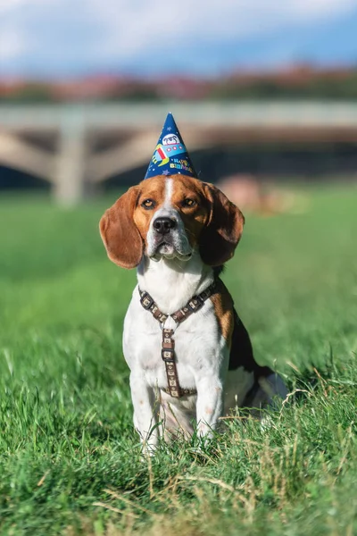 Pes Beagle Trávě — Stock fotografie